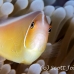 anemonefish_pink_bh_h_0289_pal0979.jpg
